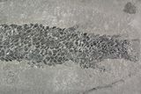 Devonian Lobed-Fin Fish (Osteolepis) - Scotland #92581-2
